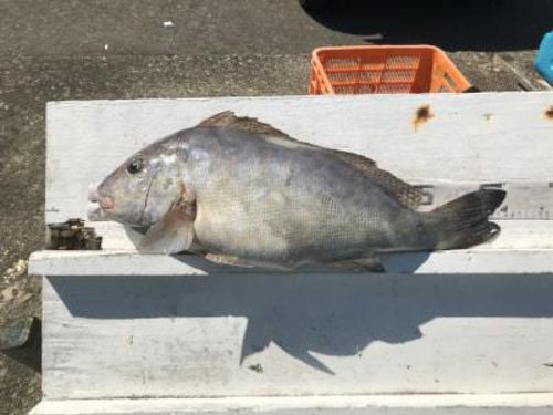 コロダイの釣果