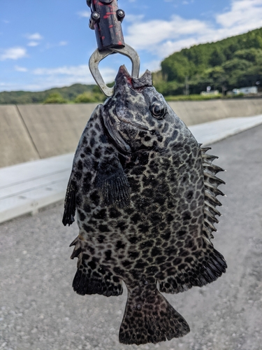 イシガキダイの釣果