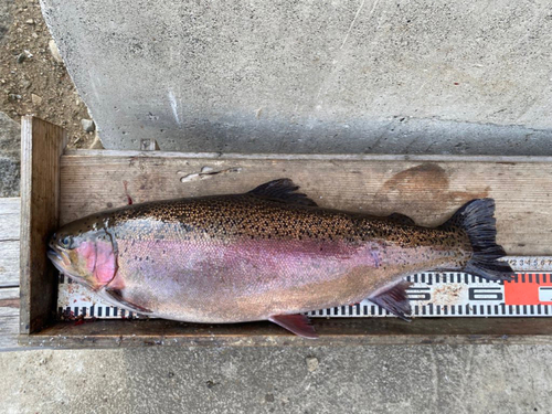 ニジマスの釣果