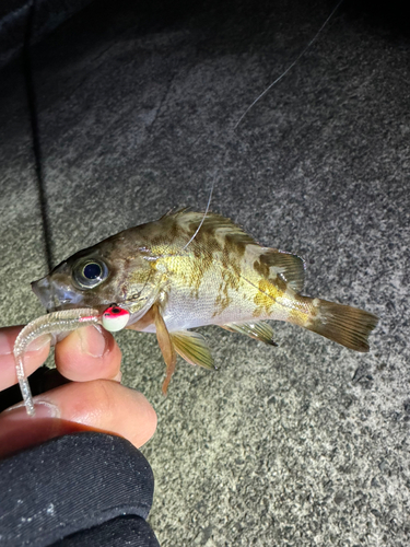 メバルの釣果