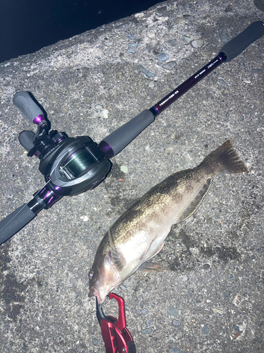 アイナメの釣果