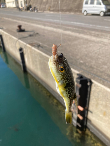 クサフグの釣果