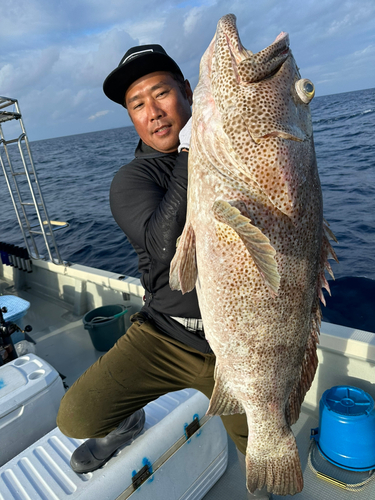 チャイロマルハタの釣果