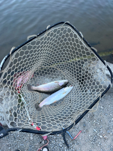 ニジマスの釣果