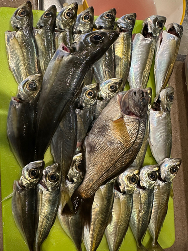 アジの釣果