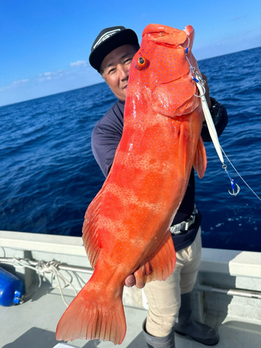 スジアラの釣果