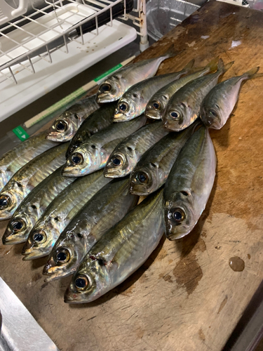 アジの釣果