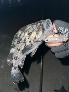 タケノコメバルの釣果