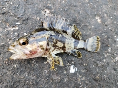 タケノコメバルの釣果