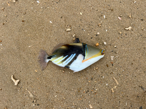 ムラサメモンガラの釣果