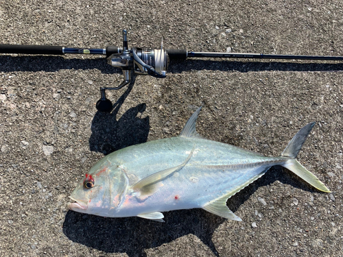 オニヒラアジの釣果