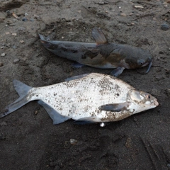 ダントウボウの釣果