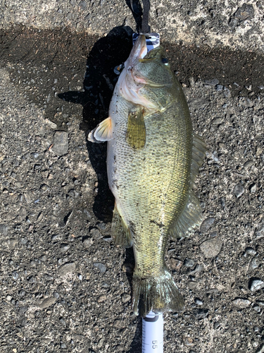 ブラックバスの釣果