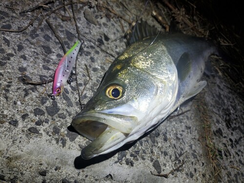 シーバスの釣果