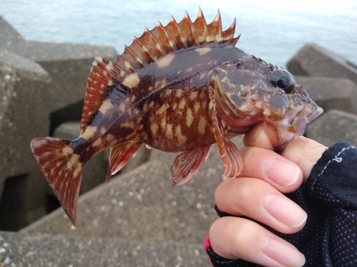 カサゴの釣果