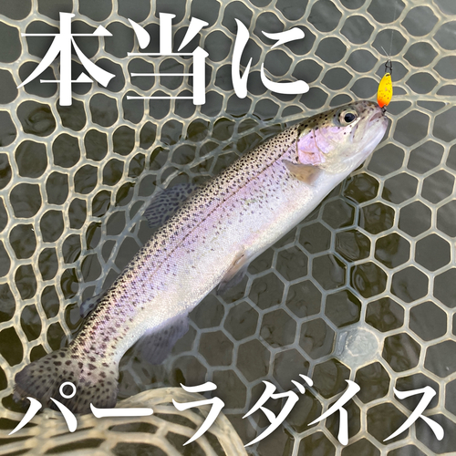 ニジマスの釣果