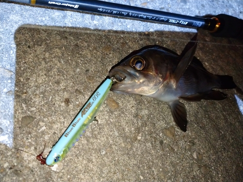 メバルの釣果