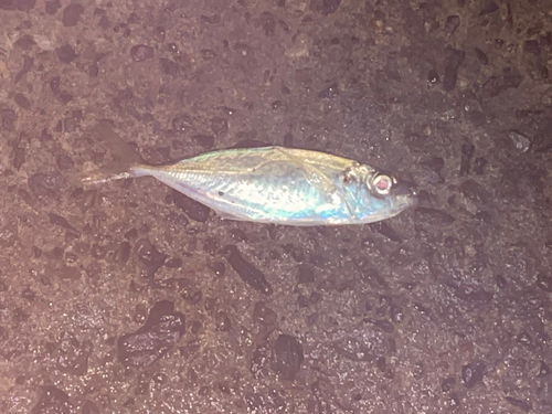 マアジの釣果