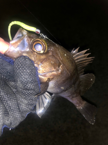 シロメバルの釣果