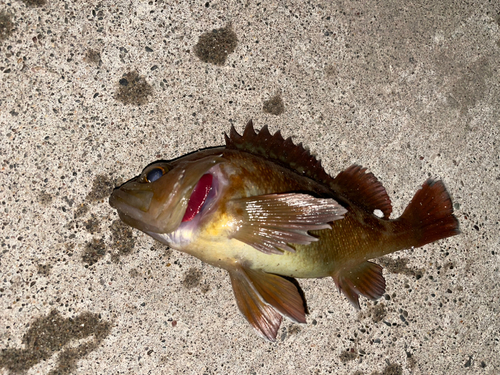 メバルの釣果