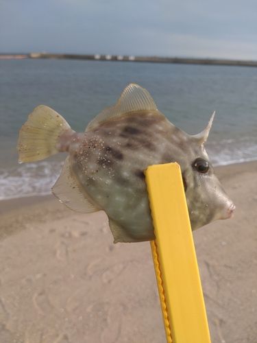 カワハギの釣果