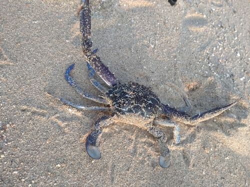 ワタリガニの釣果