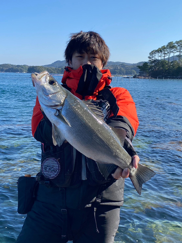 ヒラスズキの釣果