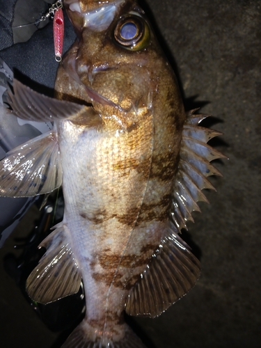 メバルの釣果