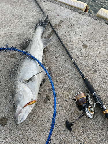 マルスズキの釣果