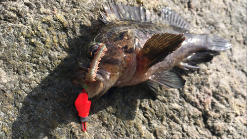 ムラソイの釣果