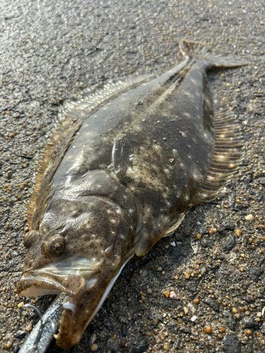 ヒラメの釣果