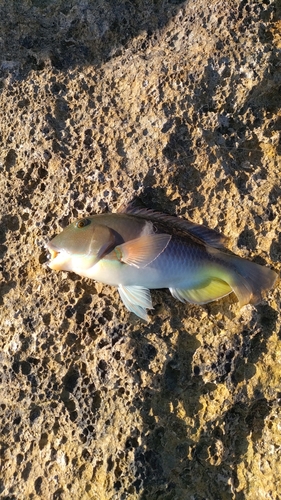 マクブの釣果