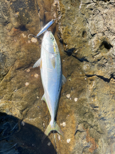 ヒラマサの釣果