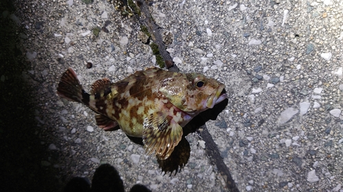 カサゴの釣果