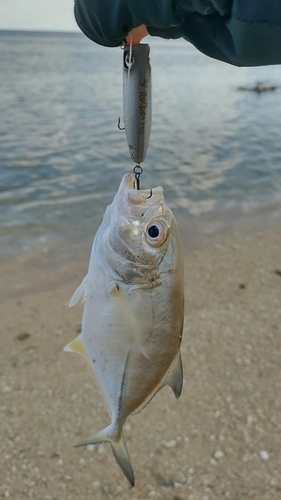 メッキの釣果