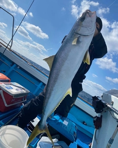 ブリの釣果