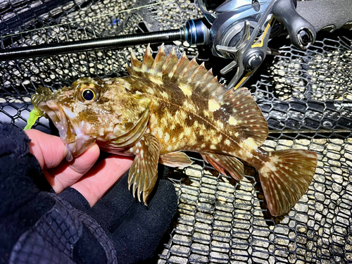 ガシラの釣果