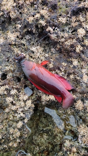 メギスの釣果