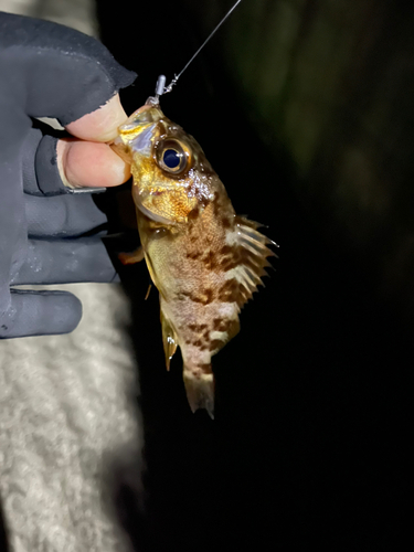 メバルの釣果