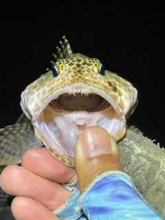 カンモンハタの釣果