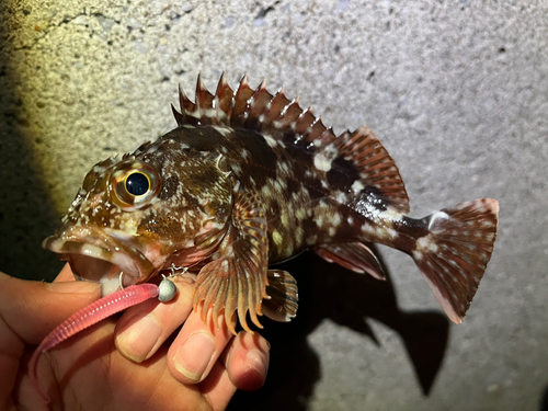 カサゴの釣果