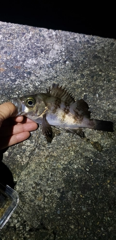 メバルの釣果