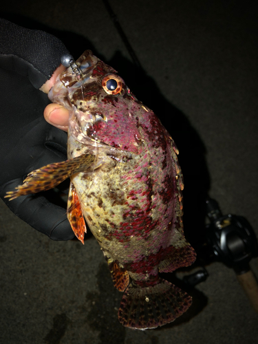 ヨロイメバルの釣果