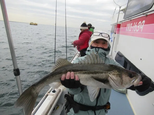 スズキの釣果