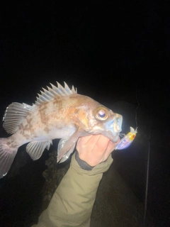 シロメバルの釣果