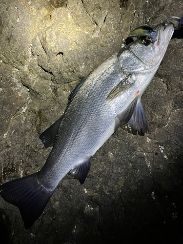 ヒラスズキの釣果