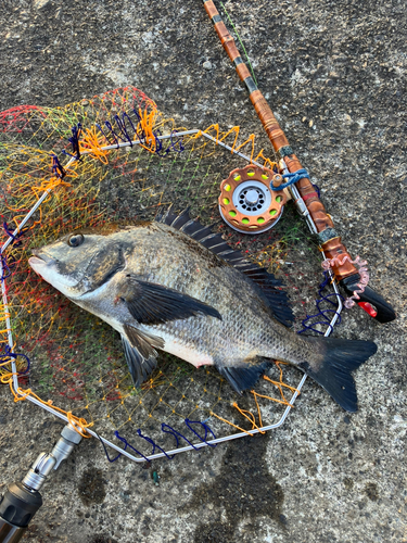 クロダイの釣果