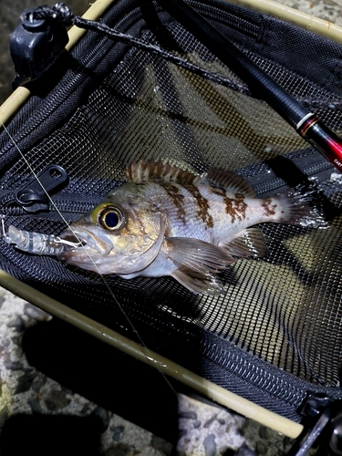 メバルの釣果