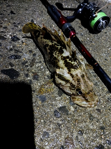 タケノコメバルの釣果