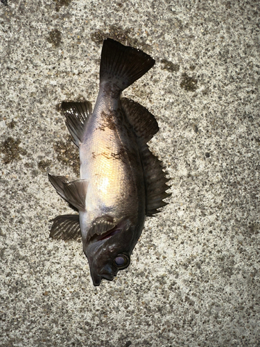 シロメバルの釣果